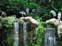 Jurong Bird Park