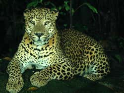 Leopardo del Safari Notturno