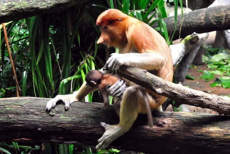 Les curieux singes à nez retroussé