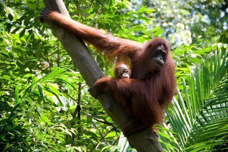 O orangotango, uma das estrelas do parque