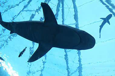 Attractions on Sentosa Island