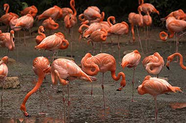 Jurong Bird Park