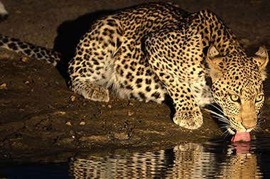 Safari Nocturno