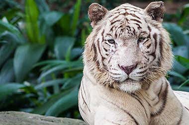 Zoo de Singapur