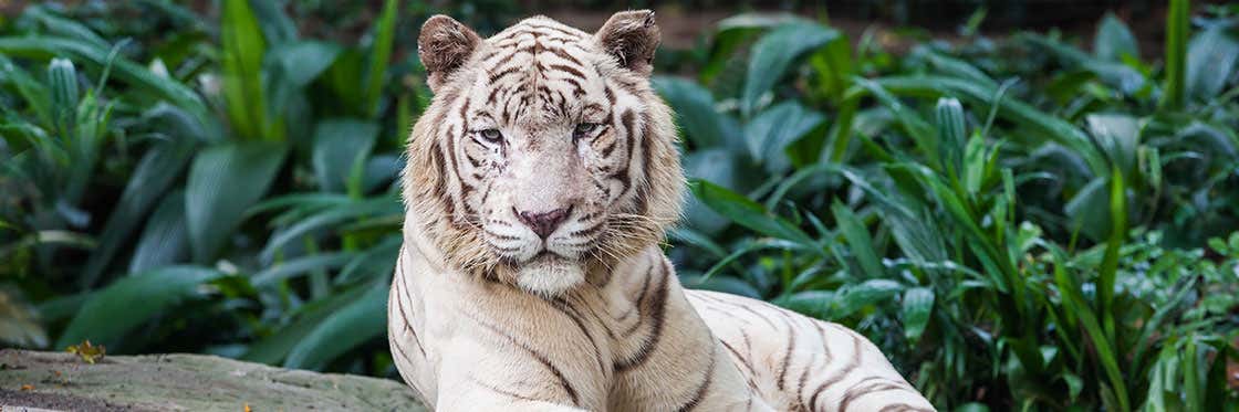 Singapore Zoo