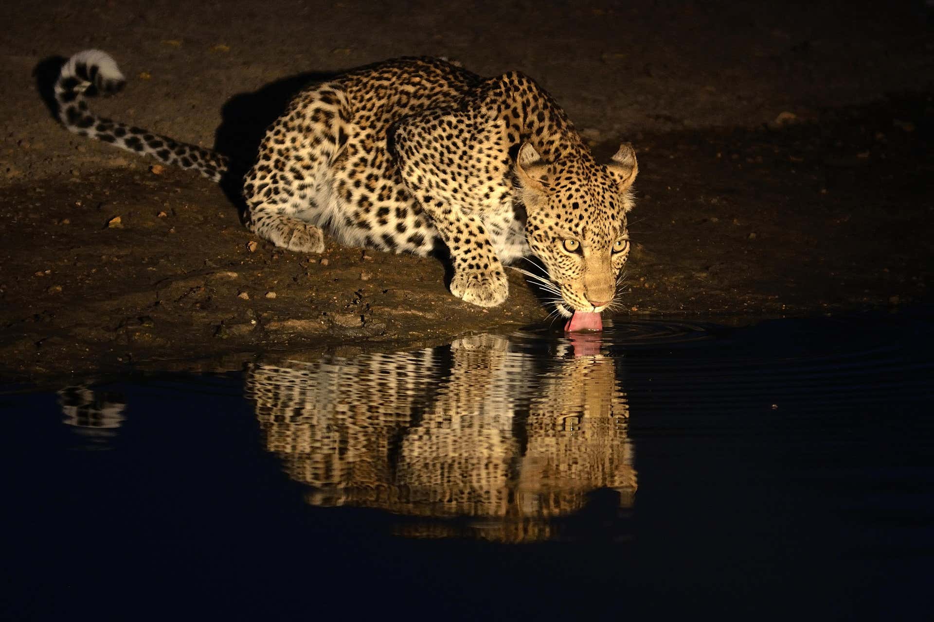 Billet pour le Night Safari