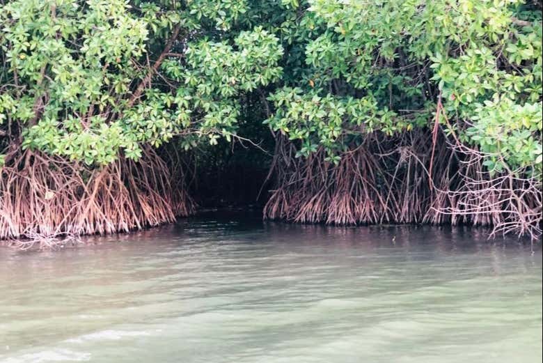 Explore Pottuvil Lagoon's mangroves