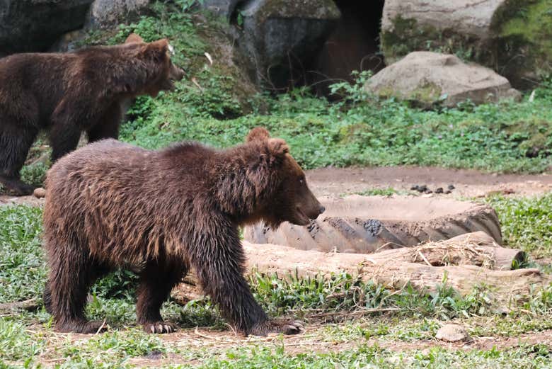 Look for bears from the off-roading vehicle
