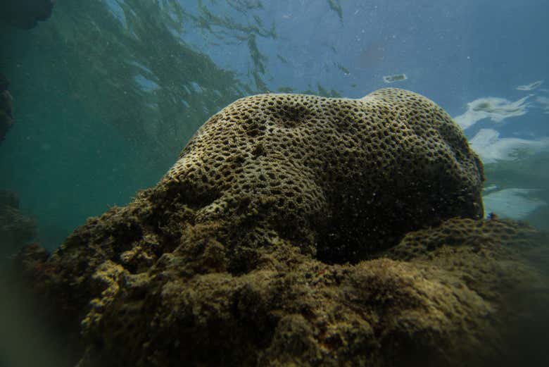 Explorando los arrecifes de coral de Hikkaduwa