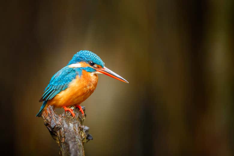 One of the bird species