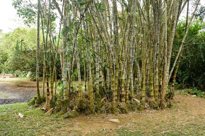 Cañas de bambú gigante en Lunuganga