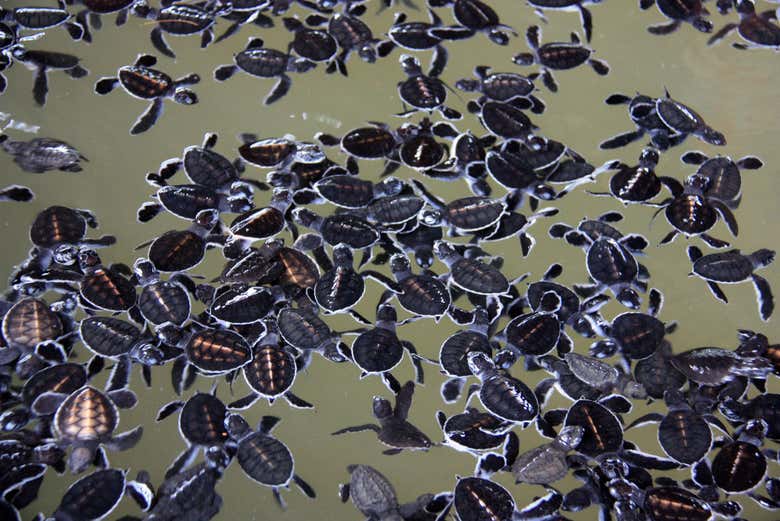 Tartarughe di Kosgoda