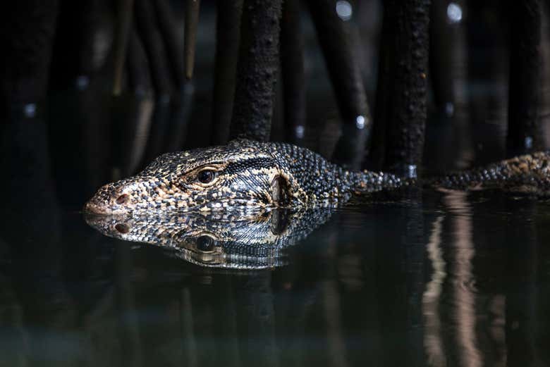 Discovering the wildlife of Bentota's mangrove