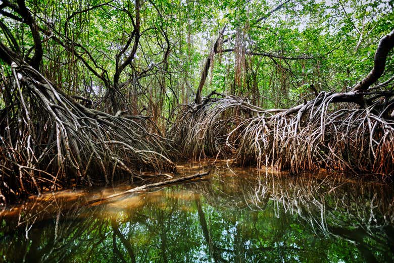 Seeing the mangroves of Bentota