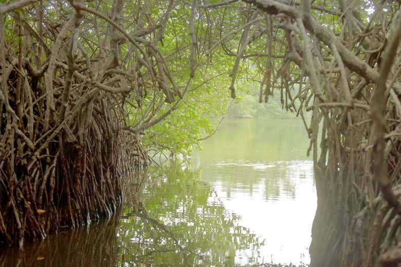 Mangrovie di Balapitiya