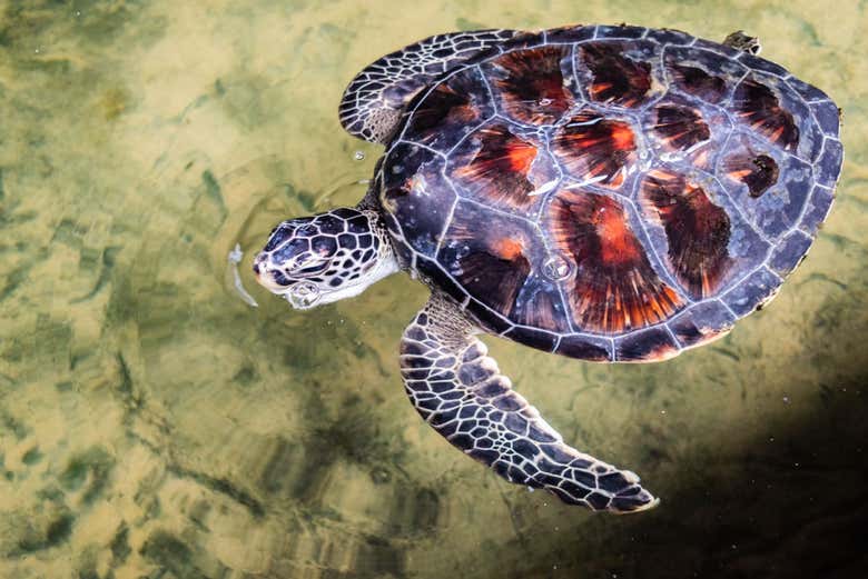 Tortuga marina en Hikkaduwa