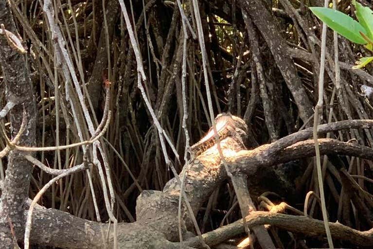 Admiring the mangroves