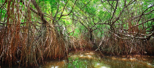 Paseo en barco por los manglares de Bentota