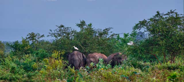 Escursione privata a Udawalawe