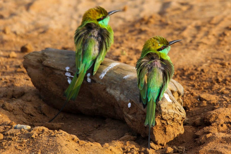Aves em Udawalawe