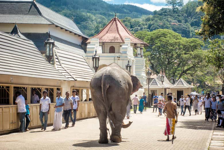 Kandy