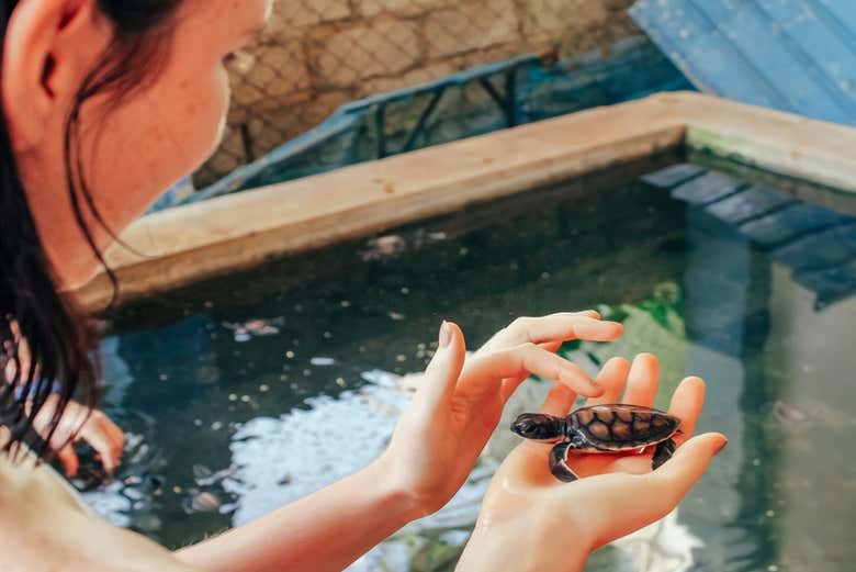 Centro de rescate de tortugas en Galle
