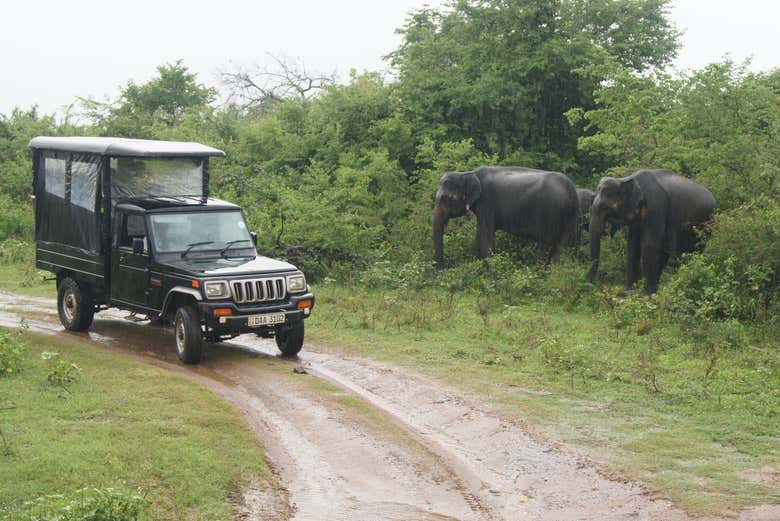 Safari por el Parque Nacional Minneriya
