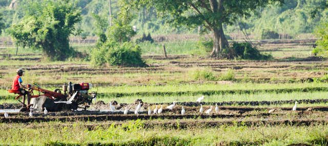 Excursão a Habarana