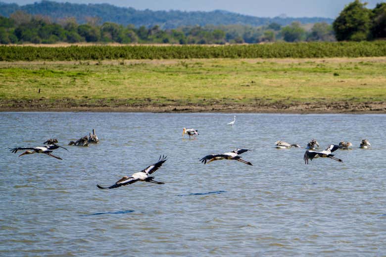 Aves del Parque Nacional de Minneriya