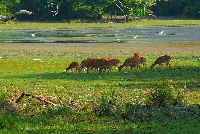 Cervi del Parco Wilpattu