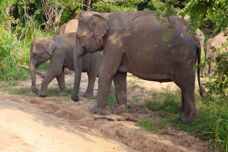 Elefantes no Parque Ecológico Hurulu