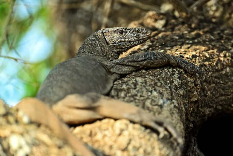 Iguana de Ceilán en Kaudulla