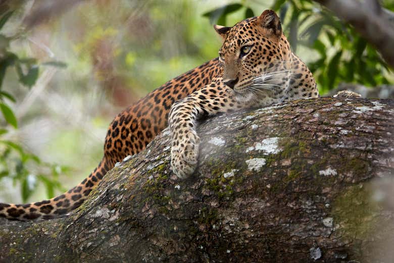 A Sri Lankan Leopard in Wilpattu