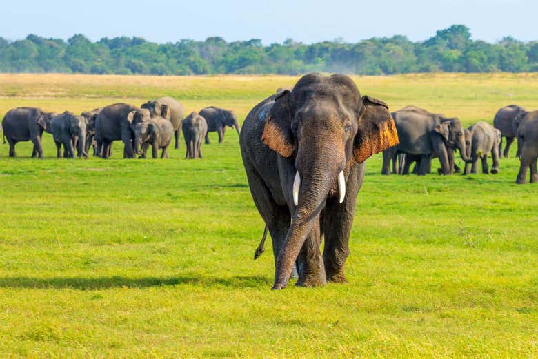 The elephants of Minneriya