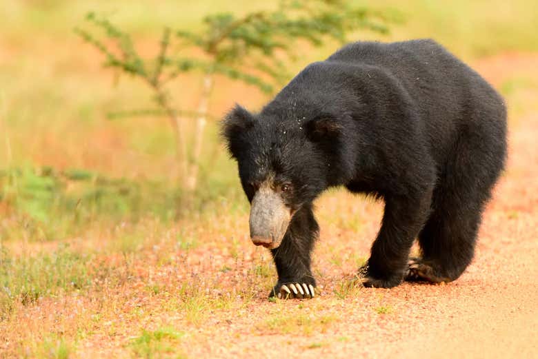 Orso giocoliere dello Sri Lanka
