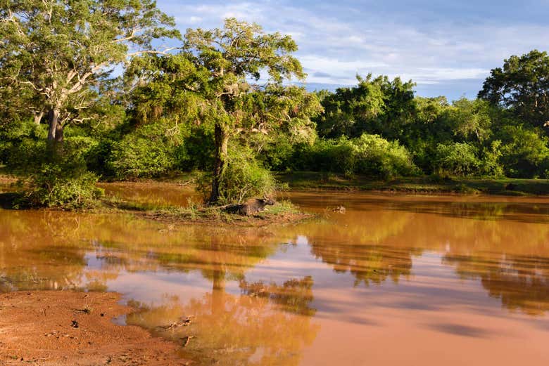 Paesaggi di Wilpattu
