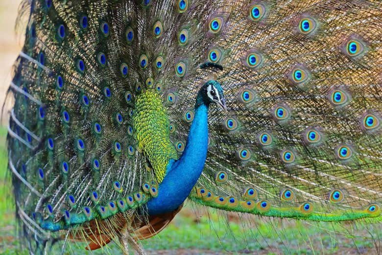 Pavo real en Kaudulla