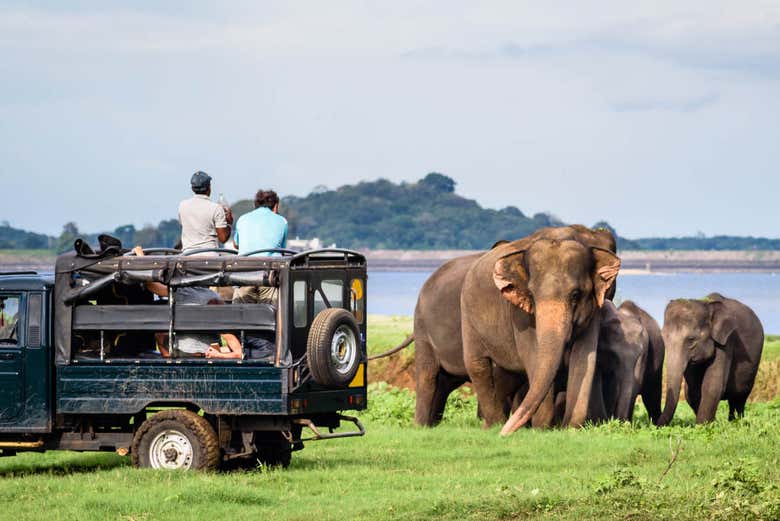 Safari por Minneriya