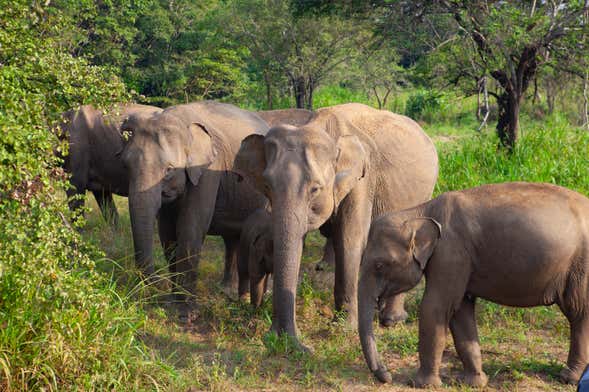 Hurulu Eco Park Private Safari