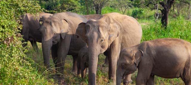 Safari privé au Parc écologique de Hurulu