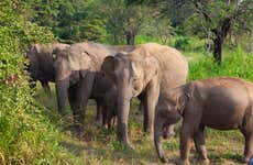 Safári privado pelo Parque Ecológico de Hurulu