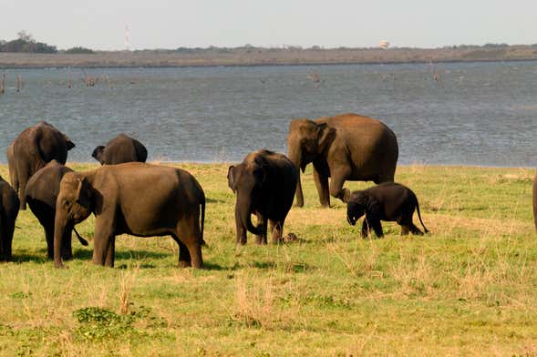 Kaudulla National Park Private Safari
