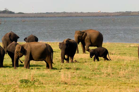 Safari au Parc National de Kaudulla