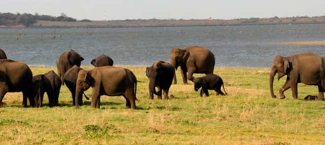 Kaudulla National Park Private Safari
