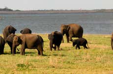 Kaudulla National Park Safari
