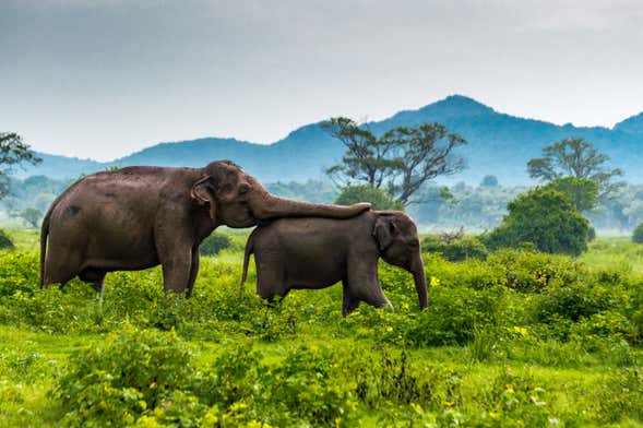 Minneriya National Park Private Safari