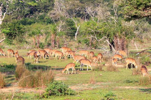 Wilpattu National Park Private Safari