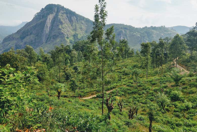 Disfrutando de la caminata por Ella