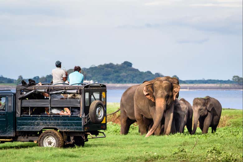 Yala National Park Safari
