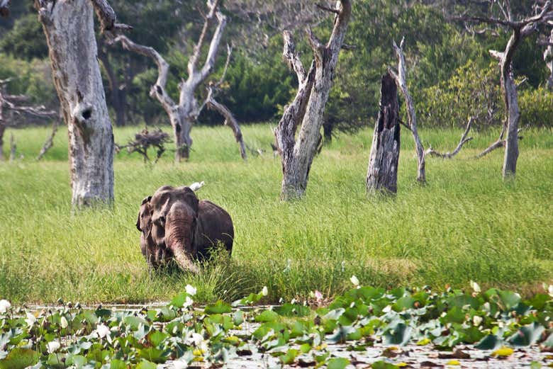 An elephant in Yala National Park
